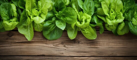 Fototapeta premium Fresh lettuce and basil leaves on a rustic wooden backdrop ideal as a culinary garnish with a vibrant touch of greenery in a copy space image