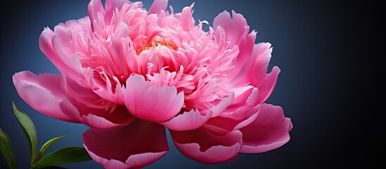 Obraz premium Close up macro photography of a blooming peony showcasing a beautiful flower plant in the copy space image