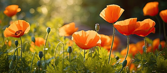 Obraz premium Vivid orange poppy blooms in a garden with a sunny backdrop and blurred greenery ideal for a copy space image