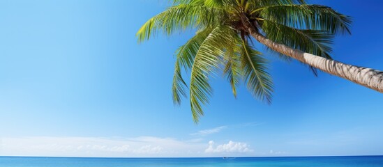 Tropical setting with a coconut tree by the beach under a sunny blue sky perfect for a copy space image