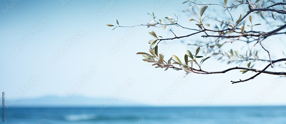 Sticker blurry sea background with soft focused branch and gentle light on top ideal for a copy space image