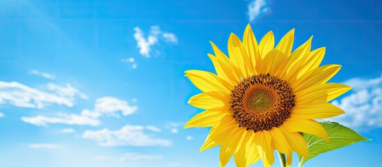 Obraz premium Vibrant sunflower blooming gracefully in a field under the clear blue sky creating a stunning copy space image