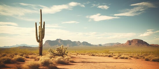 A solitary lifeless Saguaro Cactus standing alone in the vast Phoenix desert landscape with copy space image