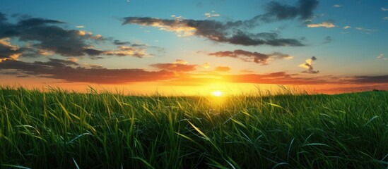 Grassy sunset scene with copy space image
