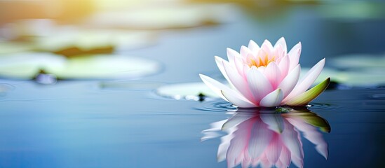 Lotus or waterlily gracefully floating on the serene lake with a tranquil backdrop and ample copy space image available