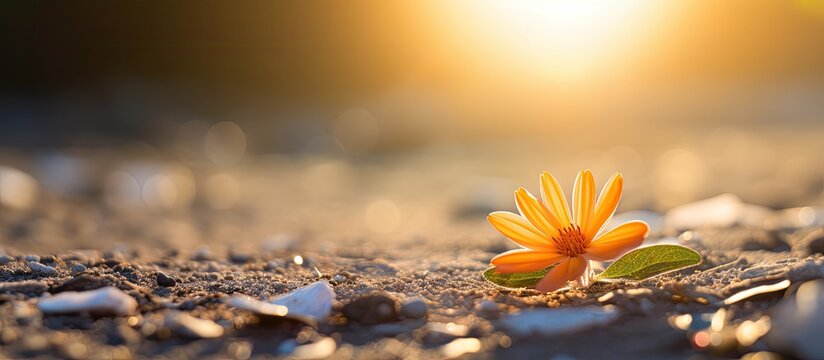 Close up image of an orange dhak flower on the ground with daylight illumination and ample copy space image