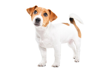 Curious Jack Russell Terrier puppy looking up while standing isolated on white background