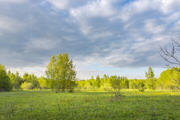 Scenic view of a grassy field. Spring landscape with bright and young green grass. Small trees in...