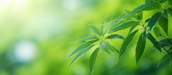 Green leaves on a plant in natural surroundings offer an appealing view that can be captured in a photograph with ample copy space