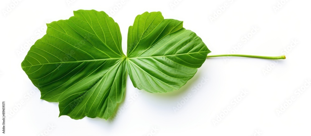 Sticker Green tropical leaf of fresh kaempferia fingerroot with selective focus on a white backdrop ideal as a copy space image