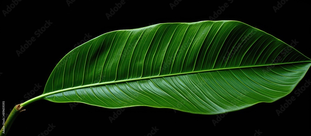 Canvas Prints Nature themed image featuring a lush green leaf with ample empty space for text or graphics also known as a copy space image