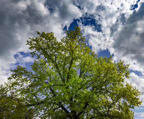 Obraz premium A lush green tree with a dense canopy of leaves stands against a backdrop of a blue sky with scattered clouds, creating a striking contrast and depth of field.