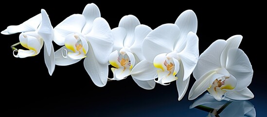 Orchid flower with white petals showcasing elegance and purity perfect for a copy space image