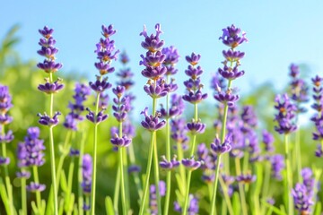 Spring Sunlight Illuminates Lavender Field - Vibrant Floral Background Banner