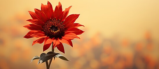 A striking red sunflower with copy space image