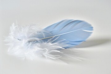 Isolated Blue Fluffy Jungle Feather on White Background