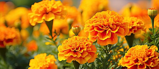 Close up of blooming marigold flowers Tagetes in a summer garden featuring a soft focus effect with yellow and orange hues against a blurry background ideal for a copy space image
