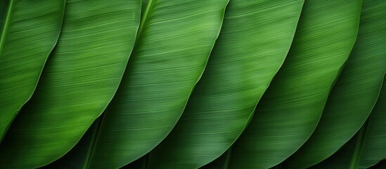 Texture background of banana leaf with a fresh green aesthetic featuring copy space image