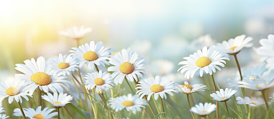 White daisies on a natural background with copy space image