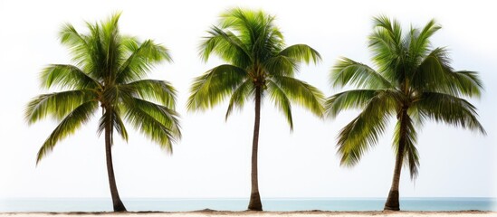 Three isolated coconut palm trees on a white background creating a great summer vibe with copy space image