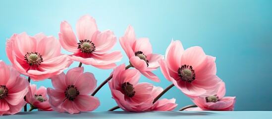 Fototapeta premium Close up of delicate pink anemone flowers outdoors in summer set against a turquoise background with selective soft focus creating a dreamy copy space image of natural beauty