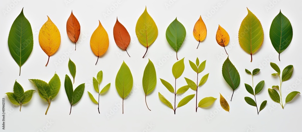 Sticker a collection of leaves displayed against a white backdrop with space available for text or images ne