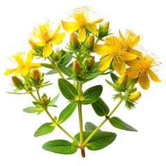 Fototapeta premium st john s wort plant on transparent background