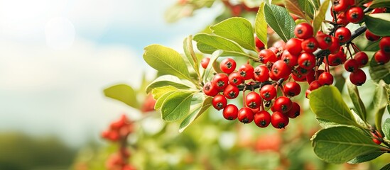 Obraz premium Cotoneaster plant in the garden with copy space image