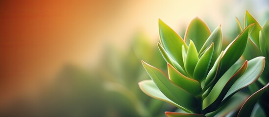 Blurred background featuring a houseleek plant with copy space image available