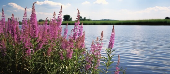 Purple Loosestrife causing damage to wetland habitats with a copy space image