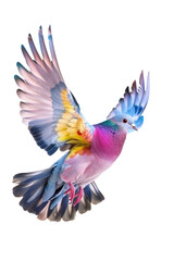 Rainbow Colored Pigeon Soaring in Flight on PNG Cutout Transparent Background