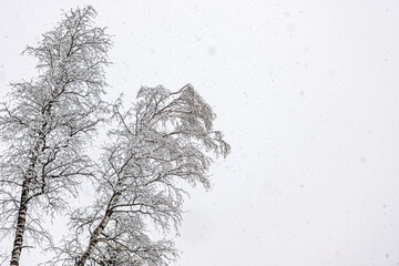 Two beech trees with fresh snow on white background
