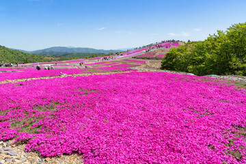 茶臼山高原の芝桜（愛知県　日本）
