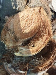 opened coconut on the ground