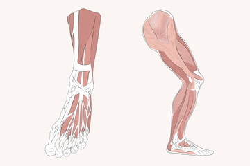 The image shows details of the muscular anatomy of the front foot and lateral leg.