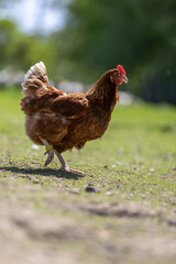 Hen in a farmyard (Gallus gallus domesticus)