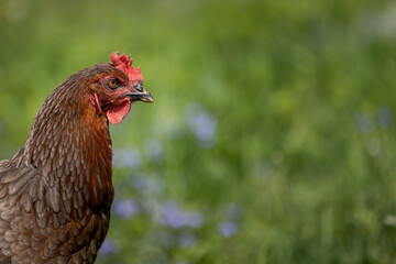 Hen in a farmyard (Gallus gallus domesticus)