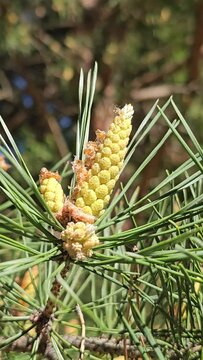 Young long shoots on a pine Pinus densiflora Umbraculifera against a background of evergreens. Spring in the botanical garden with plants of the Pinaceae family.