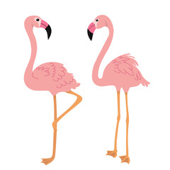 flamingo on white background vector