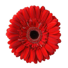single beautiful red flower on white background 