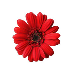 single beautiful red flower on white background 