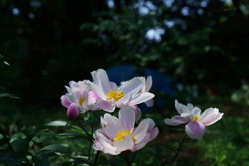 Faint Pink Flowers of Peony in Full Bloom