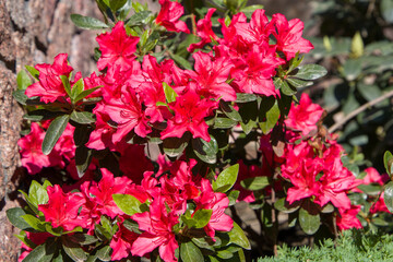 red flowers of azalea in the garden