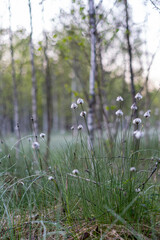 Cottongrass Eriophorum vaginatum in a wetland at sunrise with beech trees in background