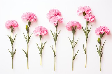 Carnations fabric prints