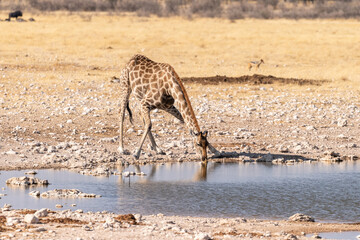 Angolan Giraffes -Giraffa giraffa angolensis- standing drinking from a waterhole in Etosha national...