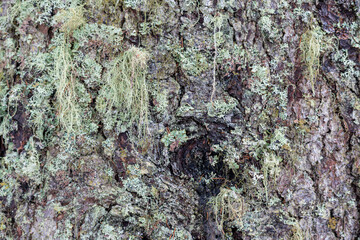 Lichen on a tree bark as closeup texture
