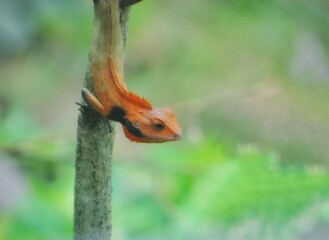 Red lizard on tree. amazing stock photpography
