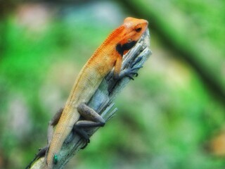 Red lizard on tree. amazing stock photpography