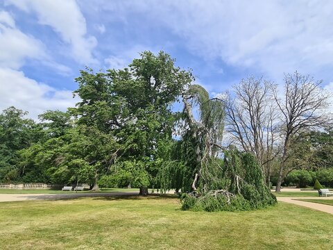 ungew&ouml;hnliche Baumformen im Palastgarten von Dresden - Sachsen - Deutschland
